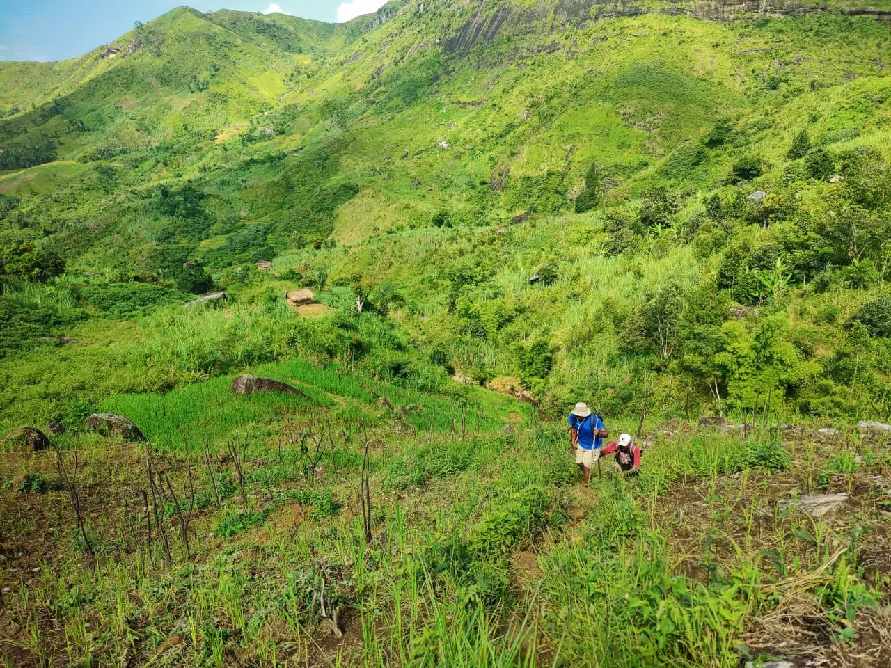 Landscape Rice